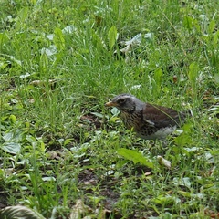 Turdus pilaris