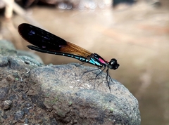 Heliocypha fenestrata