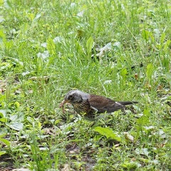 Turdus pilaris