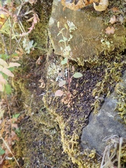 Erythranthe alsinoides