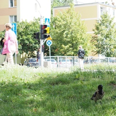 Corvus cornix