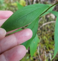 Doellingeria infirma