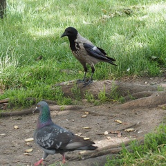 Corvus cornix