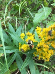 Bombus ternarius