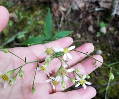 Doellingeria infirma