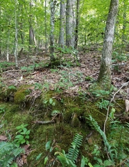 Doellingeria infirma