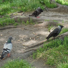 Corvus monedula