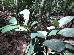 Aspidosperma spruceanum