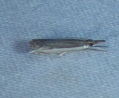 Raphiptera argillaceellus