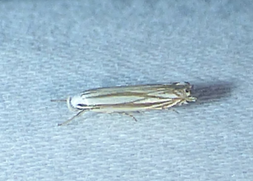 Polyhymno Moth