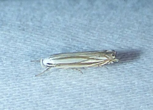 Polyhymno Moth