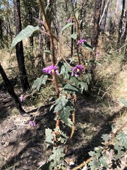 Solanum mitchellianum