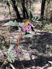 Solanum mitchellianum