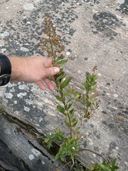 Spiraea alba latifolia