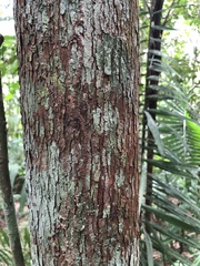 Iryanthera laevis