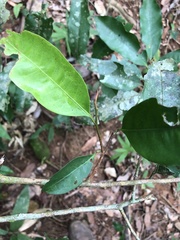 Iryanthera laevis