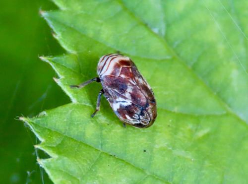 Clastoptera ovata