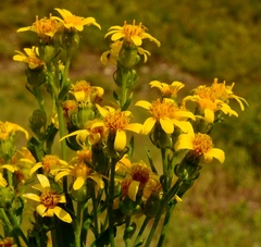 Senecio eremophilus