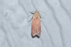 Anacampsis fullonella