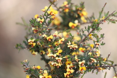 Dillwynia ramosissima