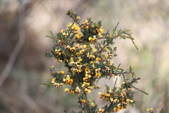 Dillwynia ramosissima