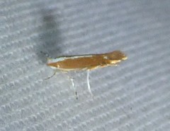 Cameraria quercivorella
