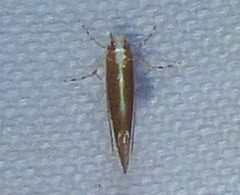 Cameraria quercivorella