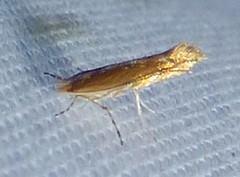 Cameraria quercivorella