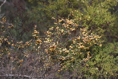 Dillwynia ramosissima