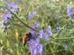 Apis mellifera