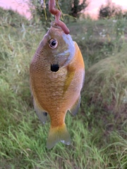 Lepomis macrochirus macrochirus