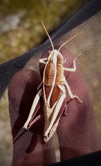 Paratylotropidia brunneri