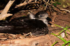 Pterodroma neglecta