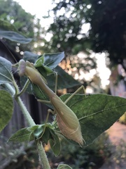 Mantodea