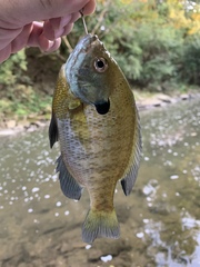 Lepomis macrochirus macrochirus