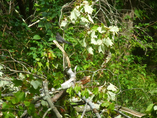 Gray Catbird photographed in New York
