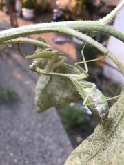 Mantodea