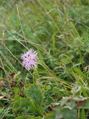 Dianthus superbus superbus
