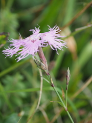 Dianthus superbus superbus