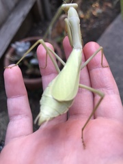 Mantodea