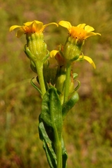 Senecio eremophilus