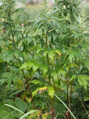 Artemisia montana