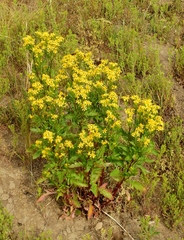 Senecio eremophilus
