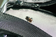 Chalcosyrphus piger