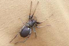 Castianeira walsinghami