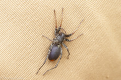 Castianeira walsinghami