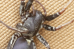 Castianeira walsinghami