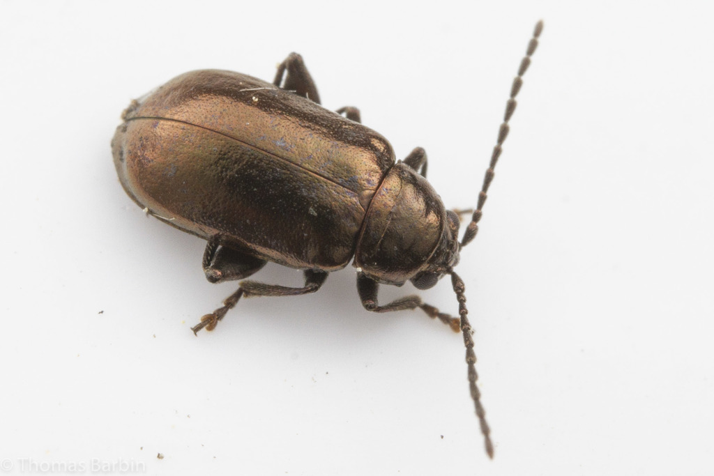 Altica tombacina