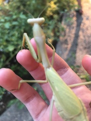 Mantodea