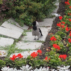 Corvus cornix